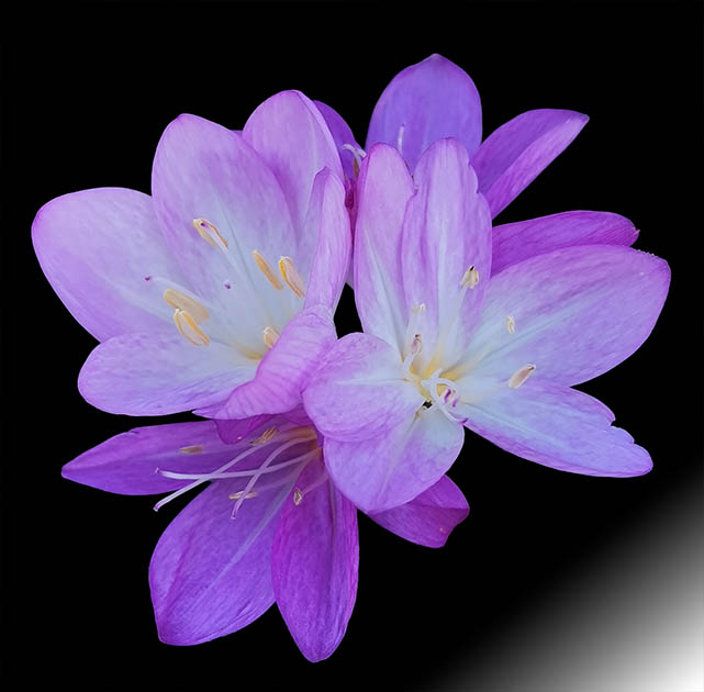 Colchique x 'lilac wonder'